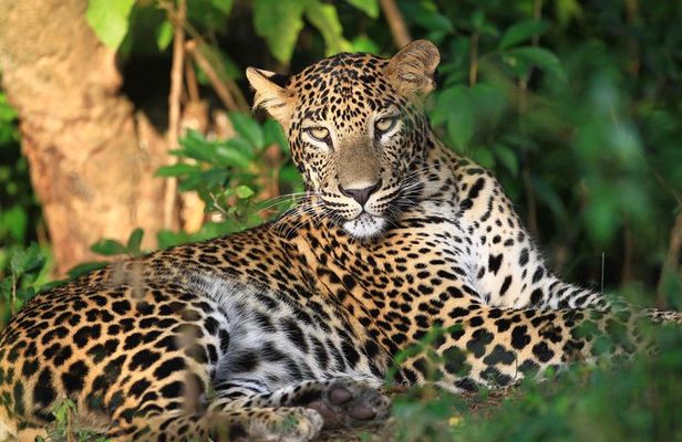 Wilpattu Half Day Safari from Kandy