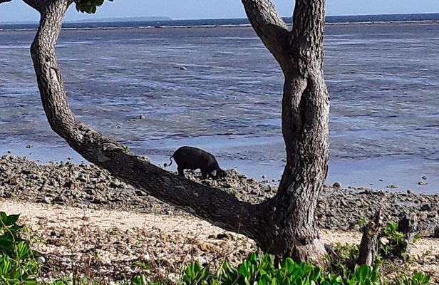 Full Island Cultural and History Tour