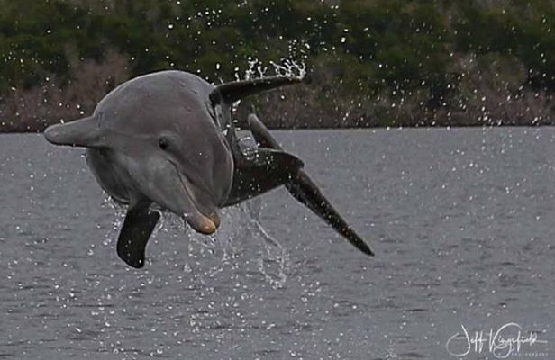 Marco Island 2 hour Dolphin, Birding and Shelling tour