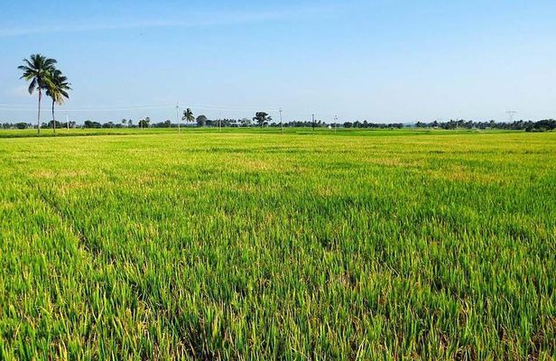 Hoi An countryside biking tour, water buffalo+ basket boat ride 