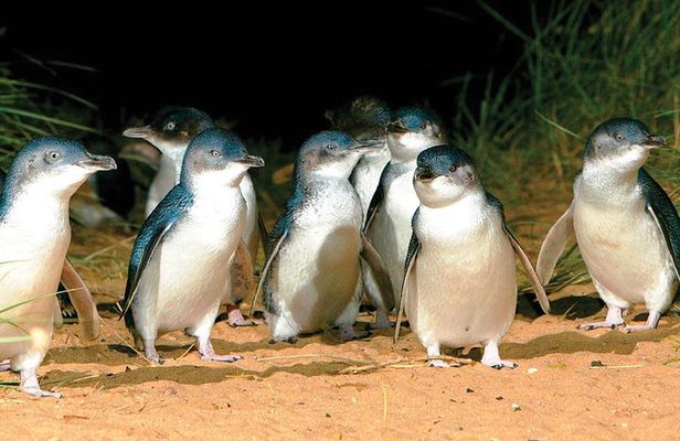 Phillip Island Penguin and wildlife Tour