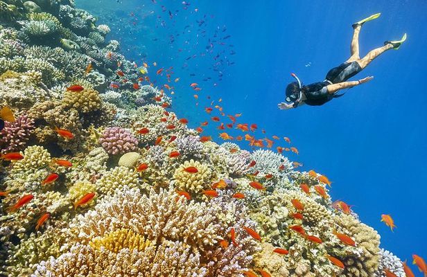 Special Snorkeling Day Trip to the Red Sea in Safaga from Luxor