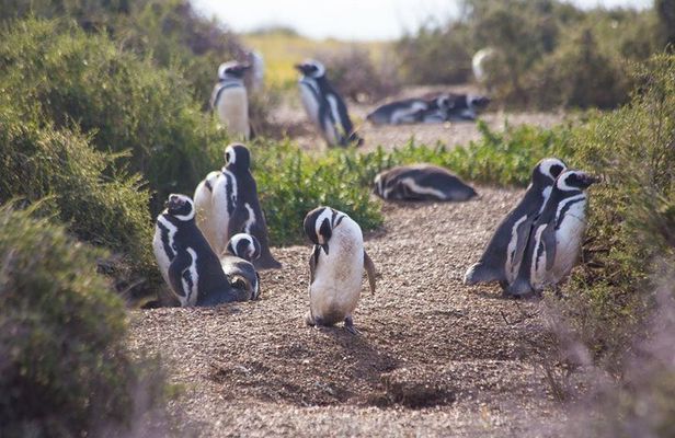 Punta Tombo Tour, the Penguin Experience