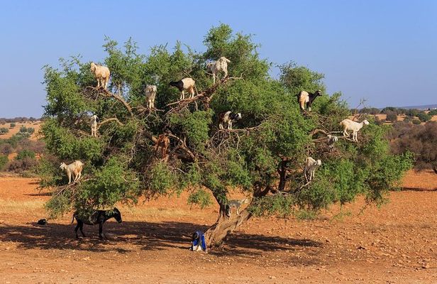 Tree-climbing Goats in Agadir