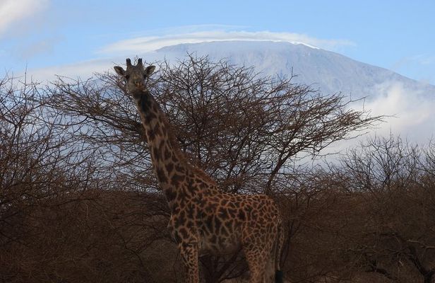 2 Days Amboseli Safari