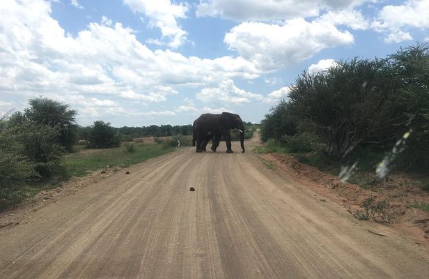 Pilanesberg Safari Day Tour