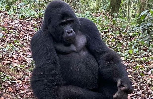 1 Day Gorilla Trekking Uganda