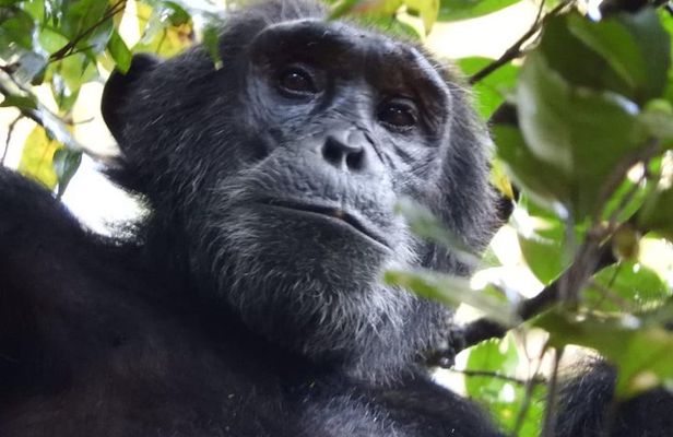08 days Classic Uganda Primate Tour