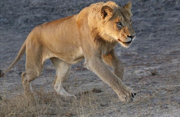Dinokeng Game Reserve Near Johannesburg South Africa