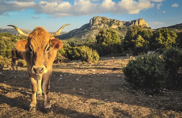 Jeep tour Between Land & Sea - Orosei & Capo comino