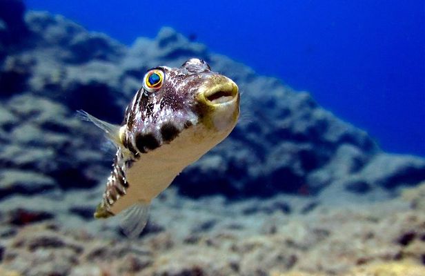 RECREATIONAL DIVE (certified divers only) : Explore Canarian Sealife