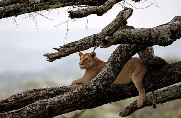 3 Days Luxury Lodge Safari in Tanzania