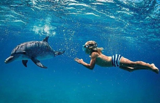 Dolphin Encounters, Ile aux Benitier & Crystal rock: Full-Day (Lunch & Transfer)