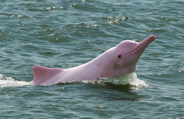 Pink Dolphin and Snorkeling Full Day Experience
