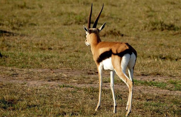 3 days Maasai Mara wildebeest migration safari