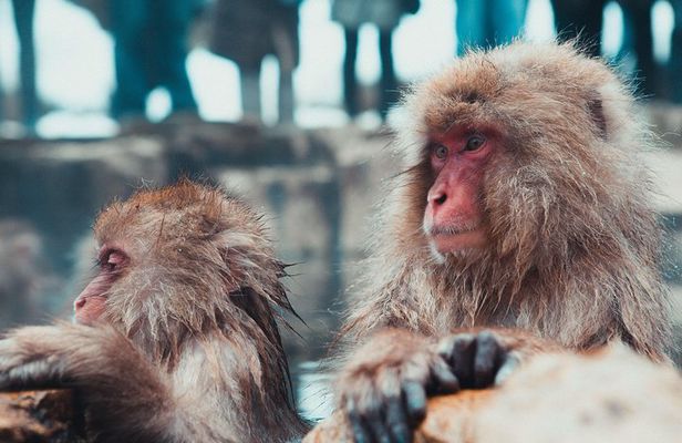Nagano Private Two Day Tour