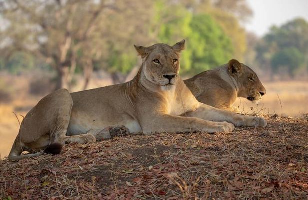 Selous/Nyerere National Park Day Trip