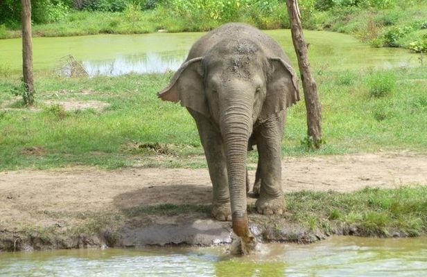 2 day 1 night Elephant World Kanchanaburi from Bangkok