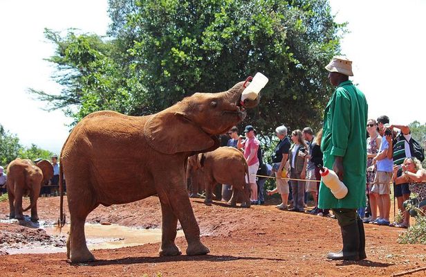 Giraffe Center & Elephant Orphanage Guided Day Tour