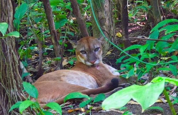 Sirena,Corcovado - 2 Nights from Puerto Jimenez