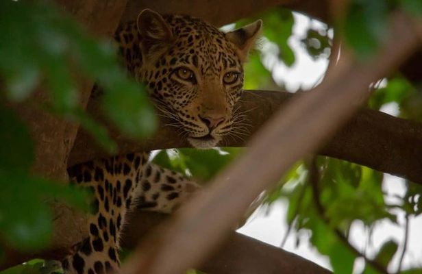 2 Day Wildlife Experience and Masai Culture Mikumi Park