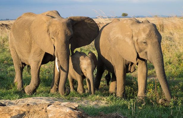 3 Days Mikumi & Udzungwa National Park + masai culture