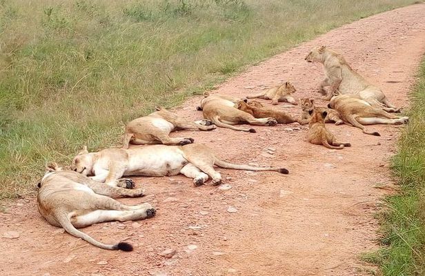 Amboseli National Park Day Tour from Nairobi