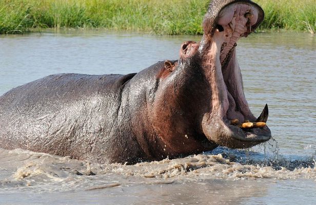 3 Days Isimangaliso Wetland & Hluhluwe Imfolozi Tour From Durban
