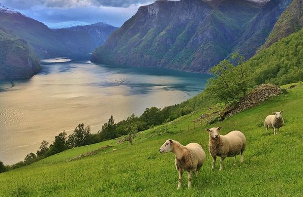 ALL ELECTRIC: Emission free tour to the World Heritage Fjords, 13 hours