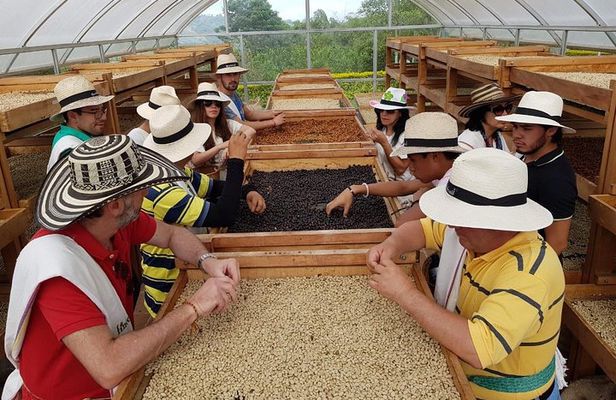 Coffee Culture and Hotsprings