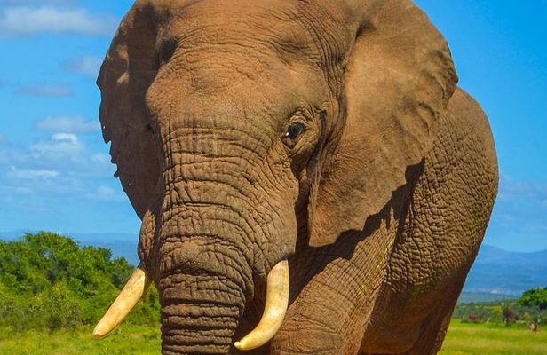 Addo Elephant National Park Safari Tour with Guide