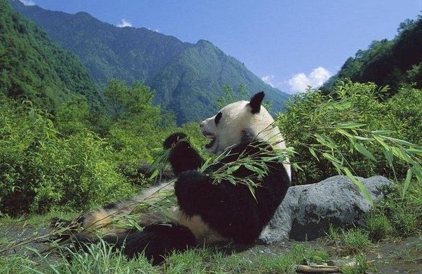 Private Wolong Panda Base and Earthquake Site Day Tour