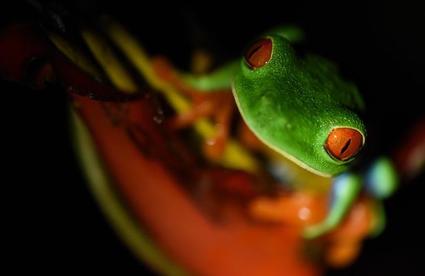 Amazing Red-Eyed Frog Night Walk La Fortuna