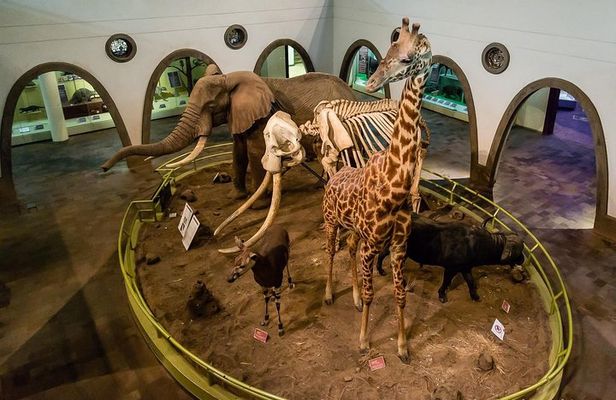 Half-Day Guided Tour to Nairobi National Museum and Snake Park