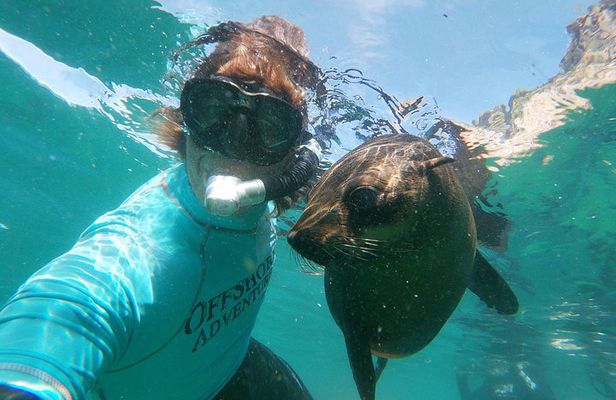Swim with Seals