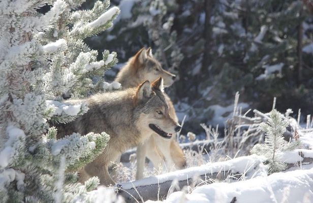 Yellowstone National Park - PRIVATE Upper Loop Tour from West Yellowstone