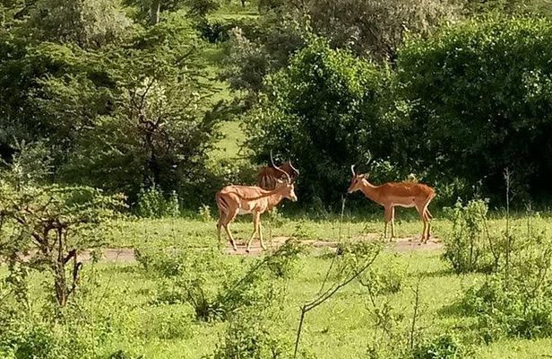 5-Day Crescent Island, Hell’S Gate, Naivasha, Amboseli National Park