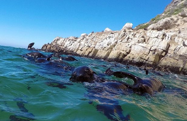 1.5-Hour Seal Viewing Boat Tour in Plettenberg Bay