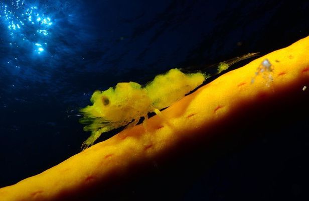 NIGHT DIVING - Dive into the darkness and be moved by its serenity !