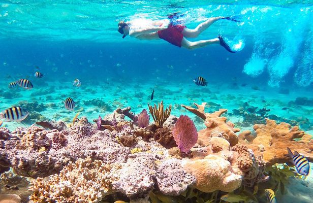 Pearl Island Bahamas Snorkeling Experience and Lunch