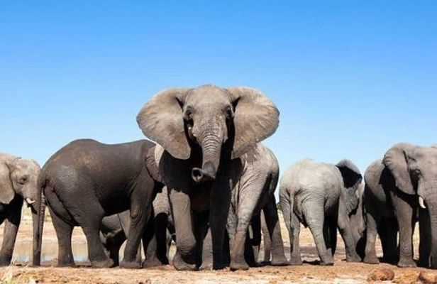 ADDO to CAPE TOWN: Addo - Garden Route - Route 62 - Winelands (6 Days)