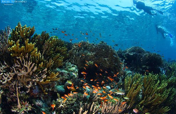Snorkeling in Menjangan Marine Park - Discover abundant marine life of Pemuteran