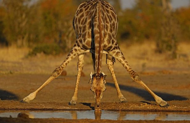Johannesburg or Gaborone to Maun: 5 Day Rhinos, Diamonds & Okavango Delta Tour