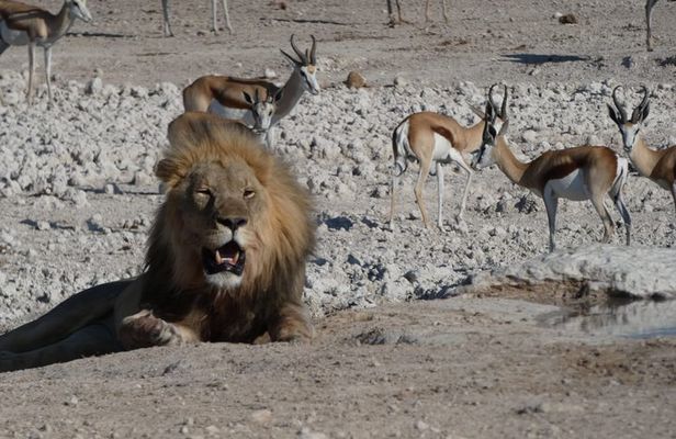 3 Day Desert Trail: Central Kalahari Game Reserve - WildCamping Safari
