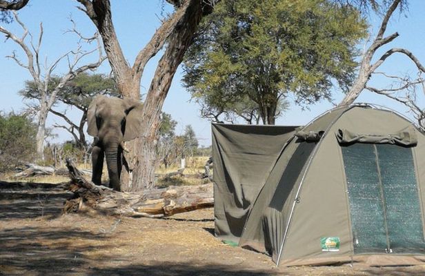 2 Day Wilderness Trail: Okavango Delta and Moremi - Camping Safari