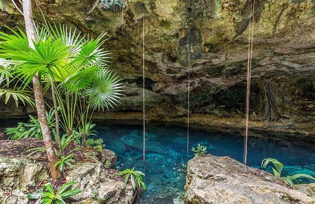 Spider Monkey, Coba and Cenote