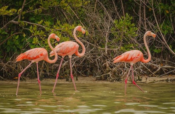 Ek Balam, Rio Lagartos Private Tour