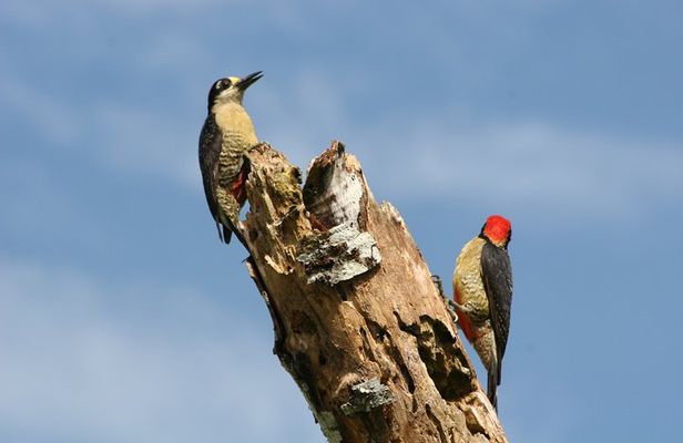 Birdwatching by the Lake Arenal