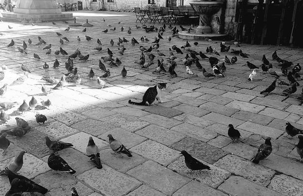 Private Early Morning Dubrovnik Tour