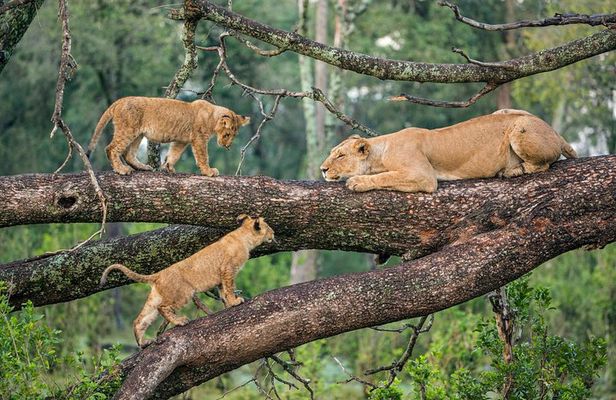 3-Days Lake Manyara, Ngorogoro Crater, Tarangire National Park